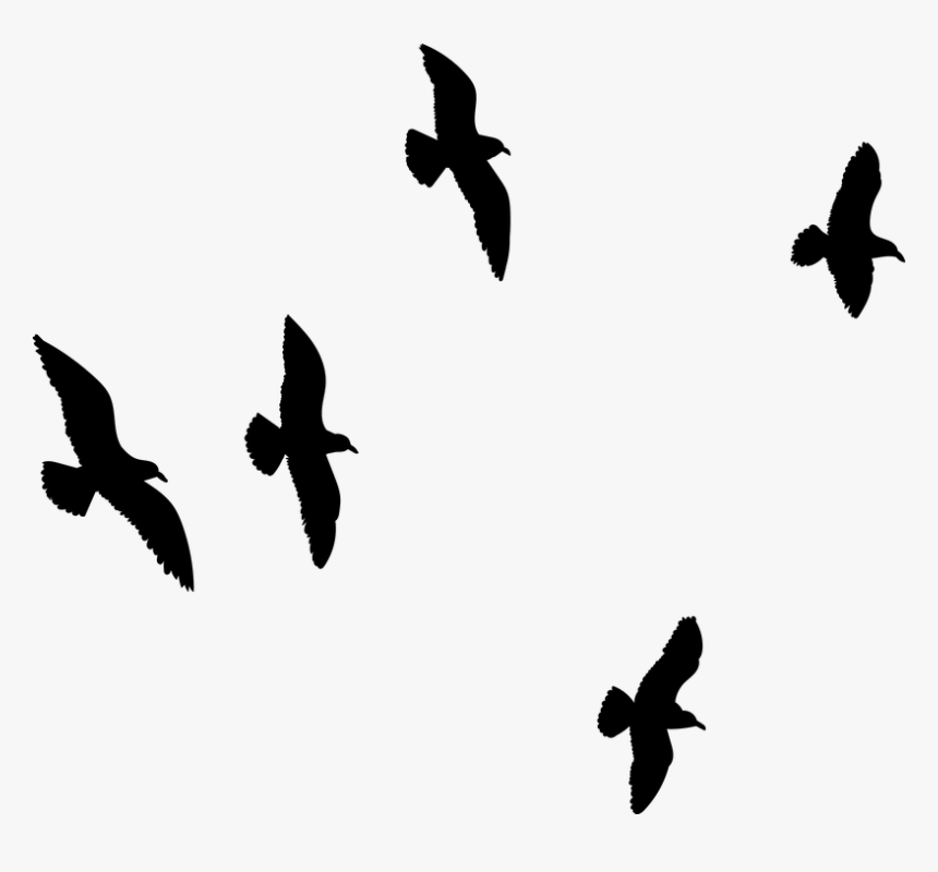 Seagull Flying, Flock Of Birds, Bird, Sky, Flock - Flock, HD Png Download