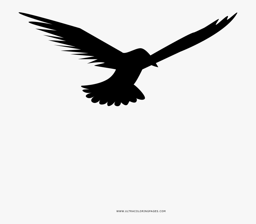 Seagull Coloring Page - Falconiformes, HD Png Download