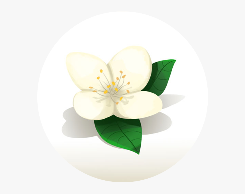 Jasmine, HD Png Download