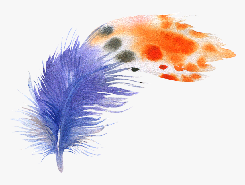 Bird Feather Drawing - Feather Plumes Png Transparent, Png Download