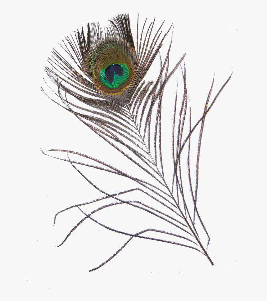 #feather #feathers #peacock #peacockfeather #peacockfeathers - Sketch, HD Png Download