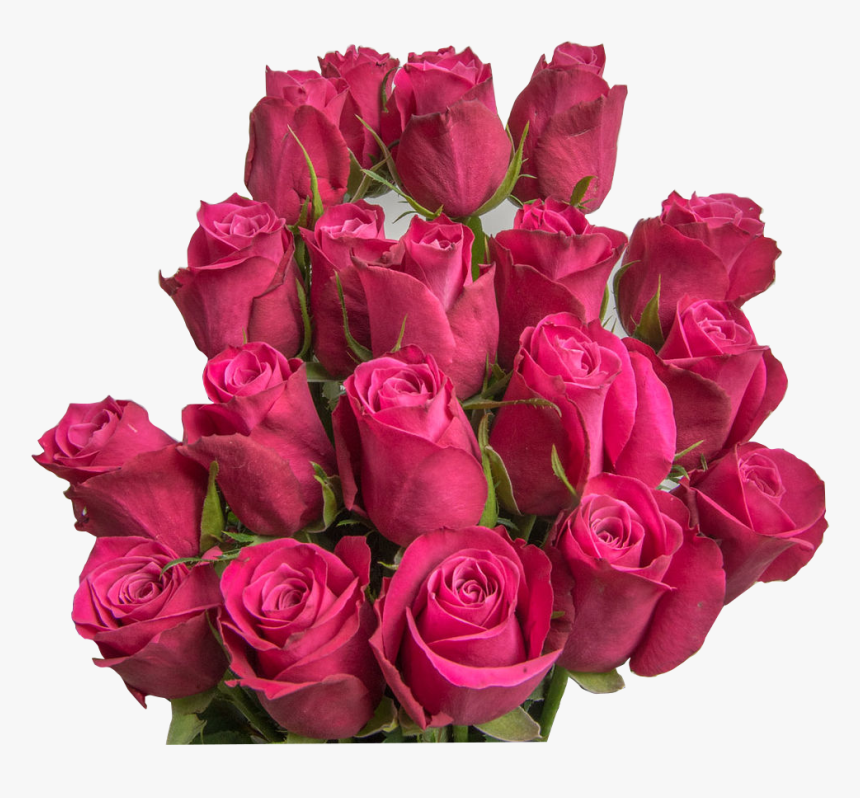 Garden Roses, HD Png Download