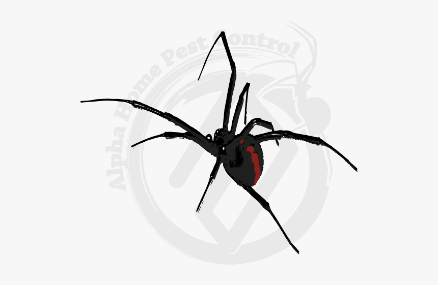 Black Widow, HD Png Download