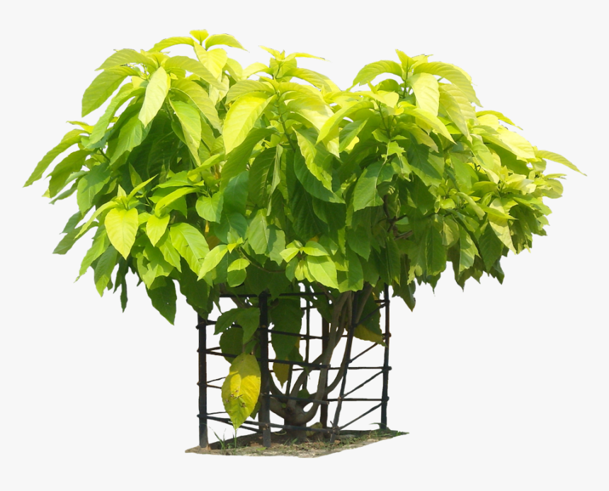 A Collection Of Tropical Plant Images With Transparent - Pisonia Alba Png, Png Download