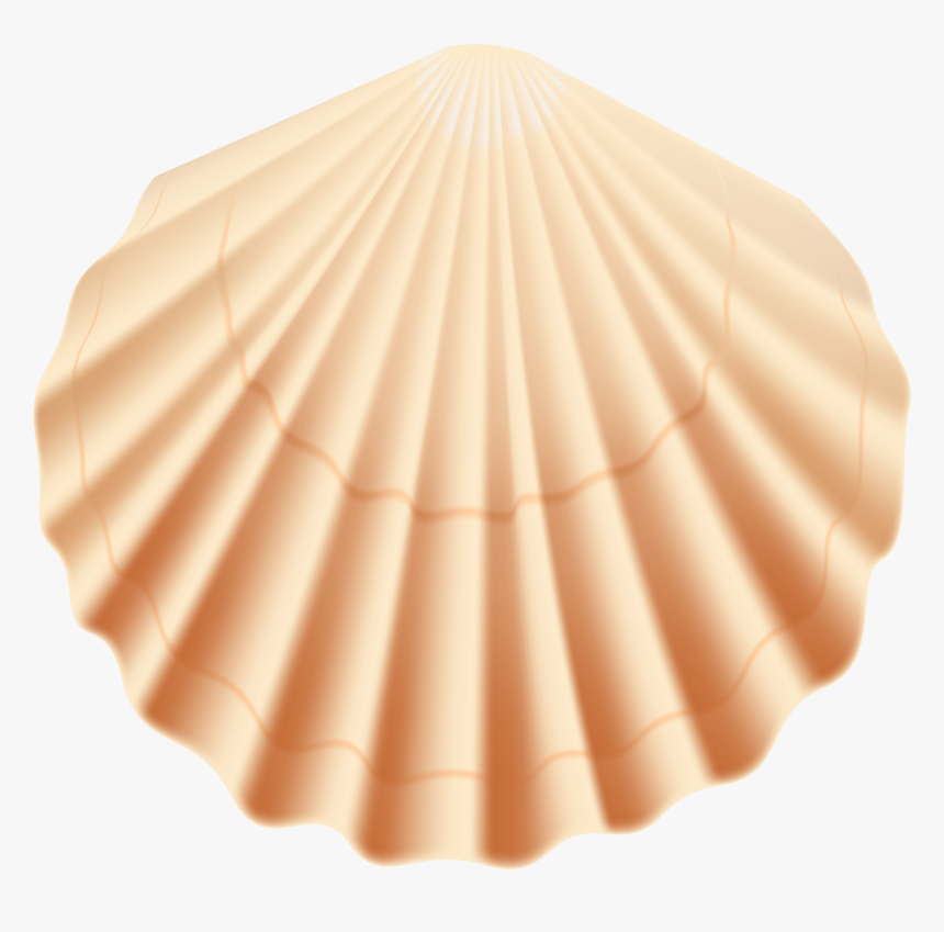 Transparent Sea Shell Clip Art - Transparent Background Seashells Clipart Png, Png Download