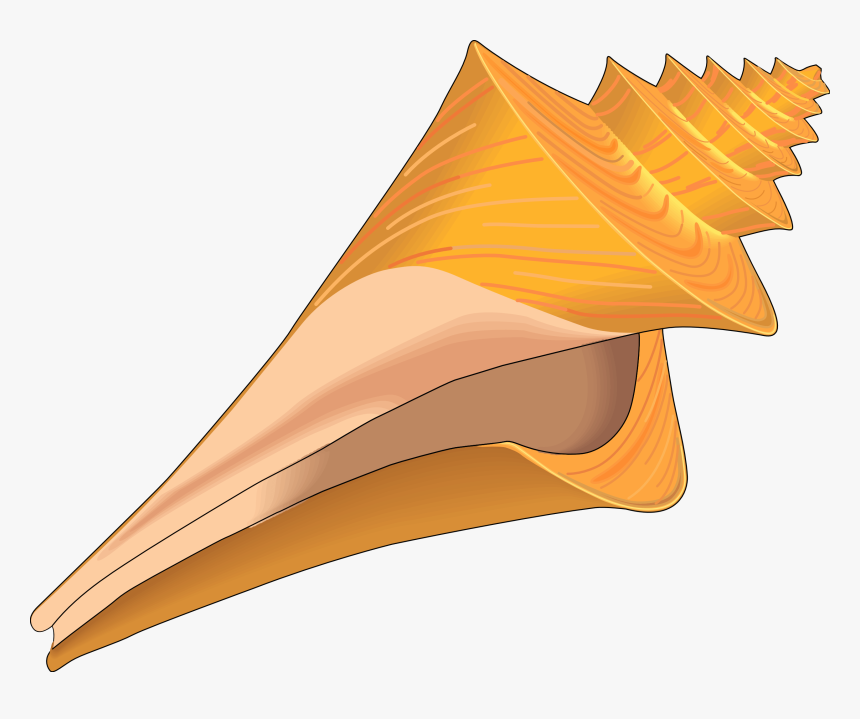 Seashell Shell Clip Art Black And White Sea Shell Clipart - Seashell Clipart, HD Png Download