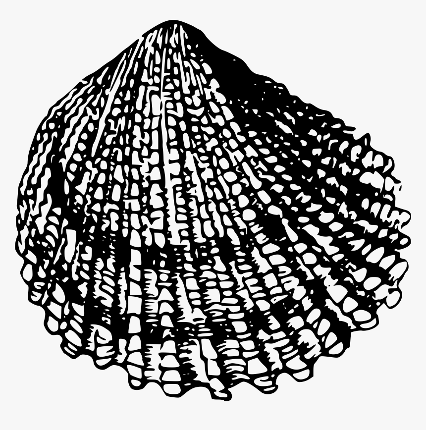 Sea Shell 2 Clip Arts - Sea Shell Drawing Black And White Png, Transparent Png