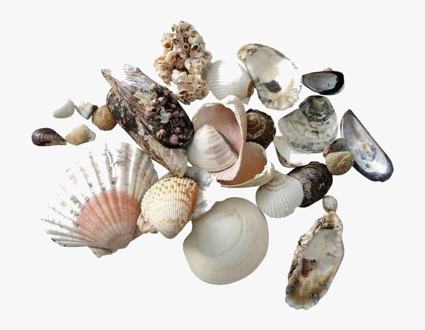 #moodboard #stickers #seashells #sea #shells #summer - Aesthetic Beach Shells Png, Transparent Png