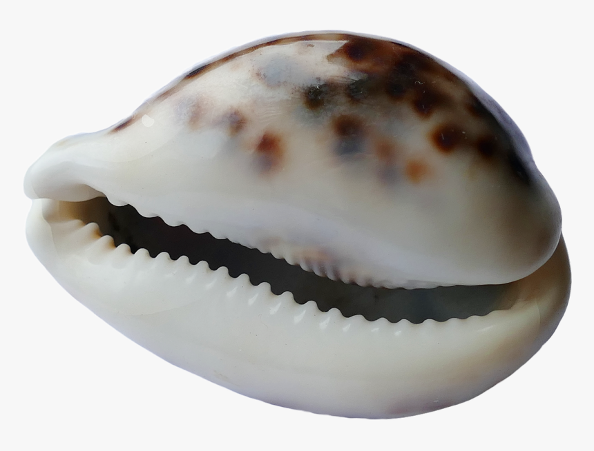 Seashell, HD Png Download