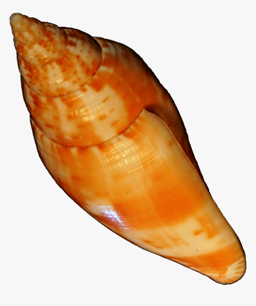 Orange Seashell By Jeanicebartzen27 - Orange Sea Shell, HD Png Download