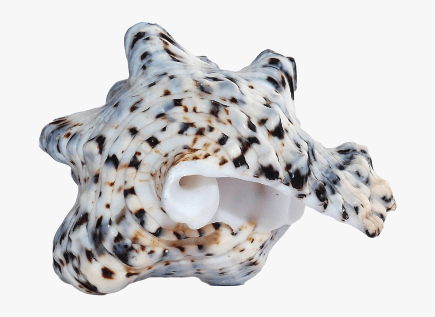 Ocean Sea Shell - Shell, HD Png Download