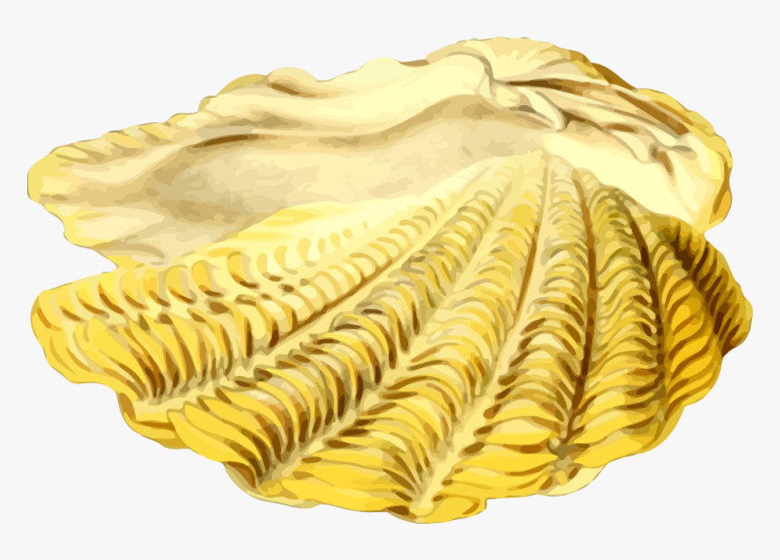Sea Shell - Gambar Kerang Karikatur, HD Png Download