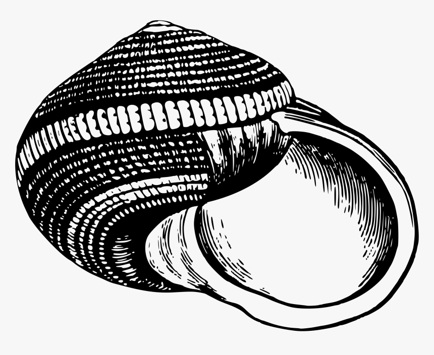 Sea Shell 25 Clip Arts - Conchas Blanco Y Negro, HD Png Download