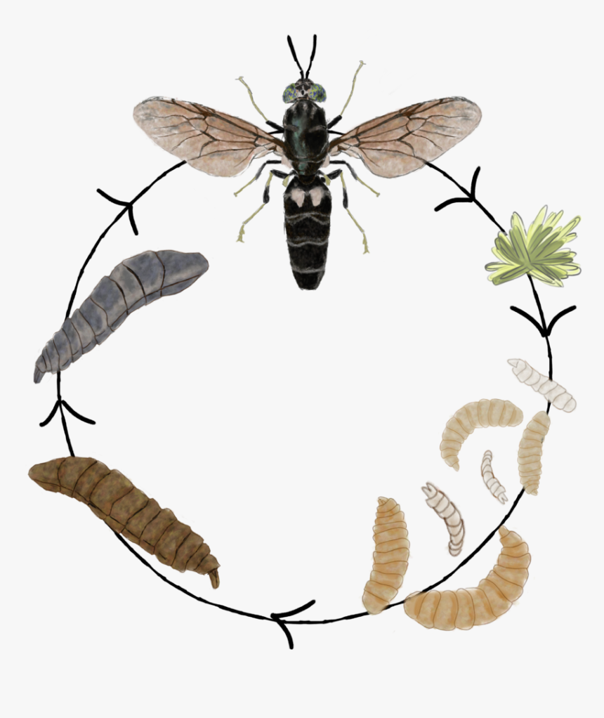 Net-winged Insects, HD Png Download