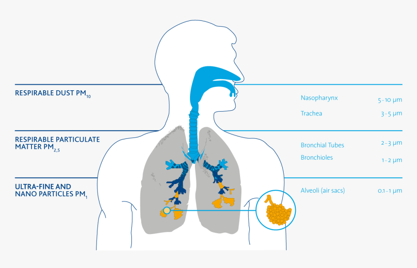 Particles In The Respiratory Tract - Pm Particles Respiratory Tract, HD Png Download