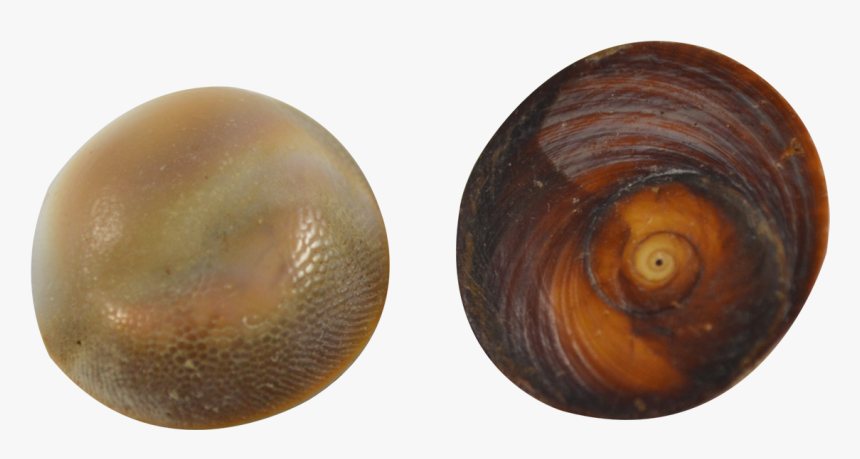 Clam, HD Png Download