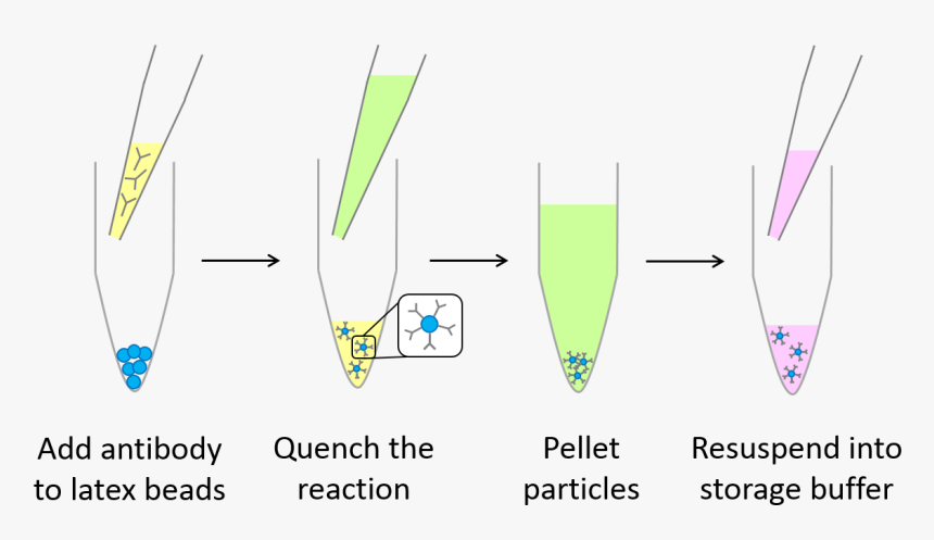 Latex Conjugation Kit - Antibody Conjugation To Latex, HD Png Download