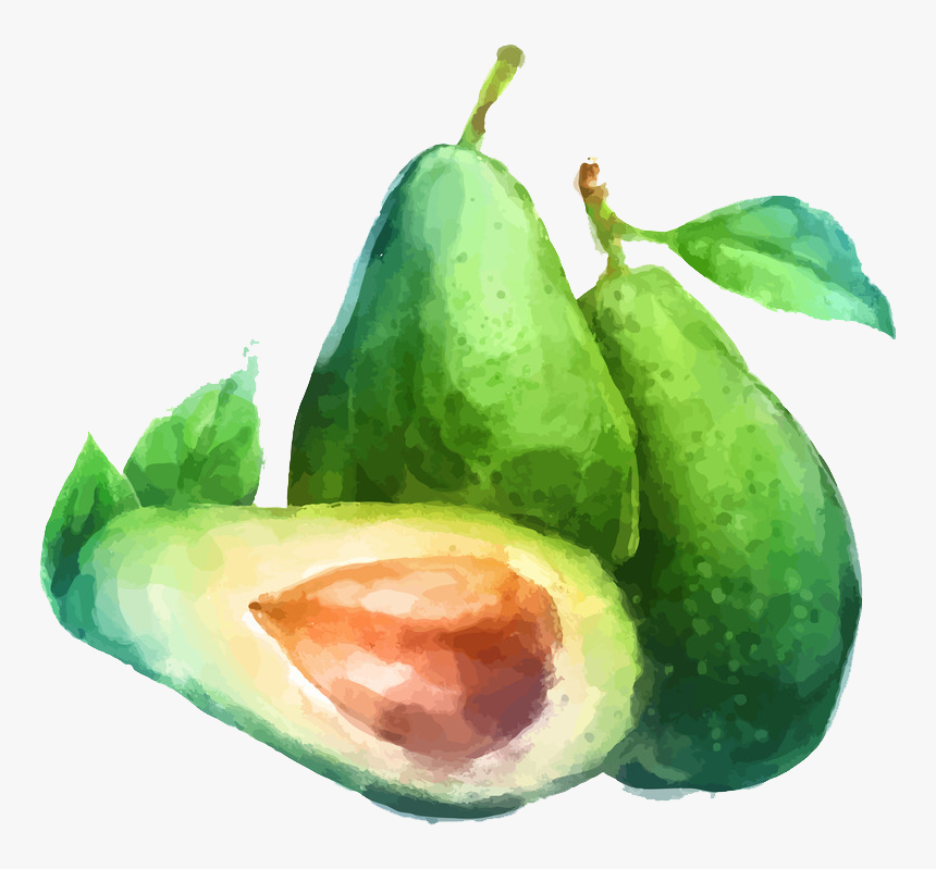 Avocado Clipart Draw - Water Color Fruit Drawing, HD Png Download