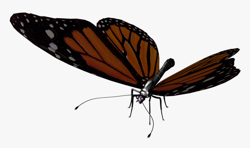 Butterfly, HD Png Download