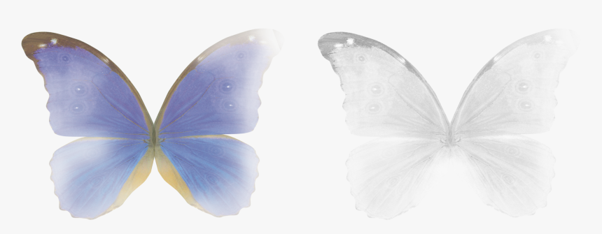 #fairy #butterfly #wings #magic #stickers #transparent - Butterfly Wings Overlay Photoshop, HD Png Download