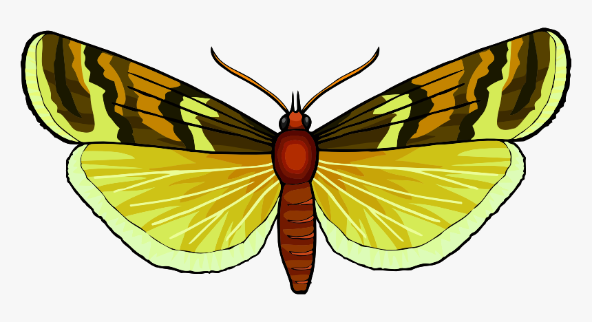 Butterfly - Swallowtail Butterfly, HD Png Download