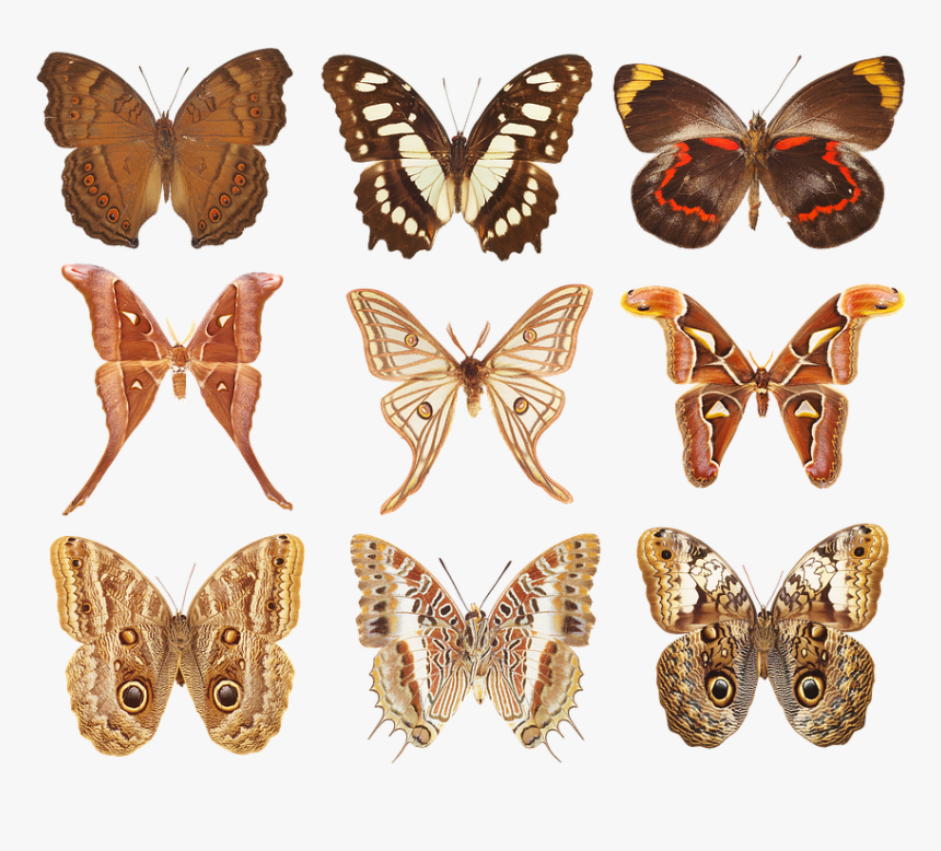 Butterfly, Collection Of Butterflies, Wings, Insects - Speckled Wood (butterfly, HD Png Download