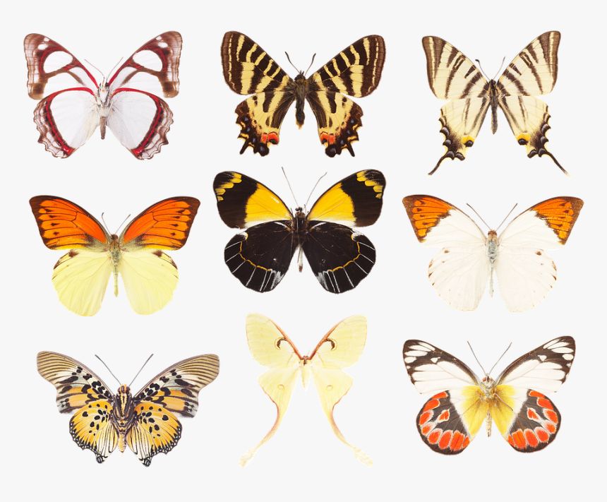 Butterfly, Collection Of Butterflies, Wings, Insects - Swallowtail Butterfly, HD Png Download