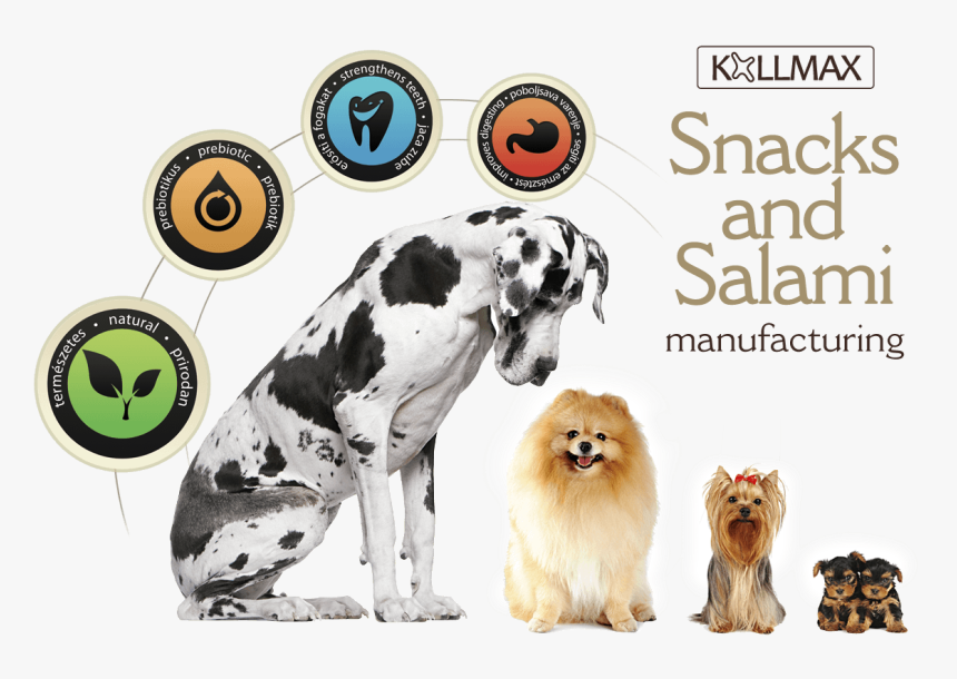 Transparent Salami Png - Great Dane Looking Down, Png Download