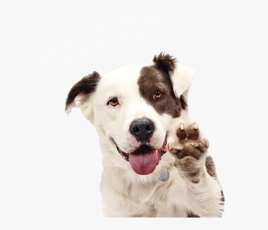 Dog Sitting Services - Dog Png, Transparent Png