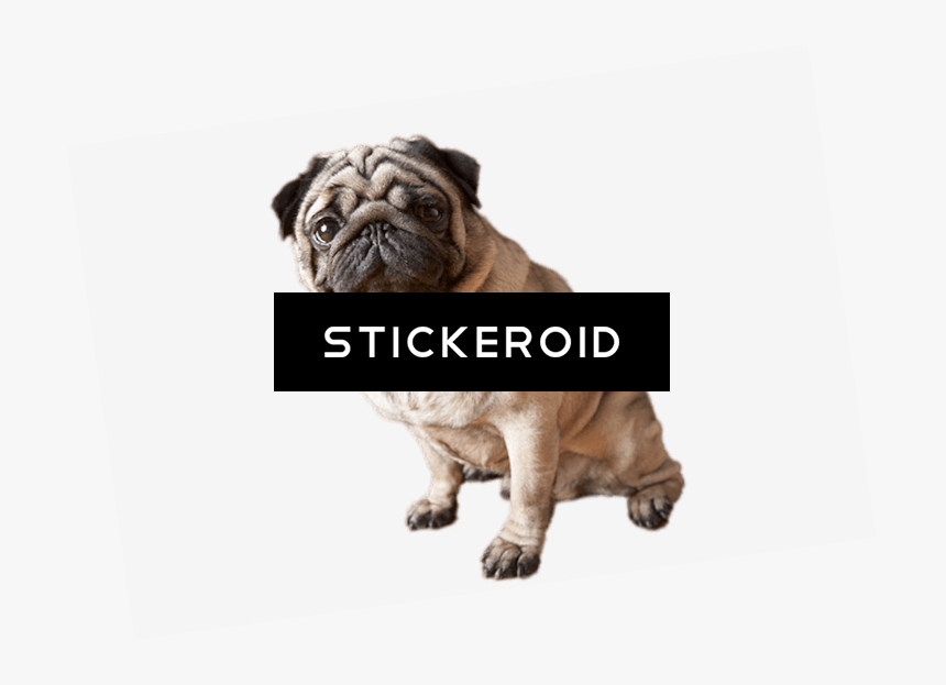 Cute Pug Dog Sitting For Apple Ipad Mini, Ipad Mini - Pug Dog Png, Transparent Png