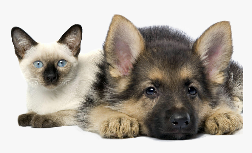 In House Pet Sitting For Cats And Dogs Cleveland Ohio - Kittens And German Shepherds, HD Png Download