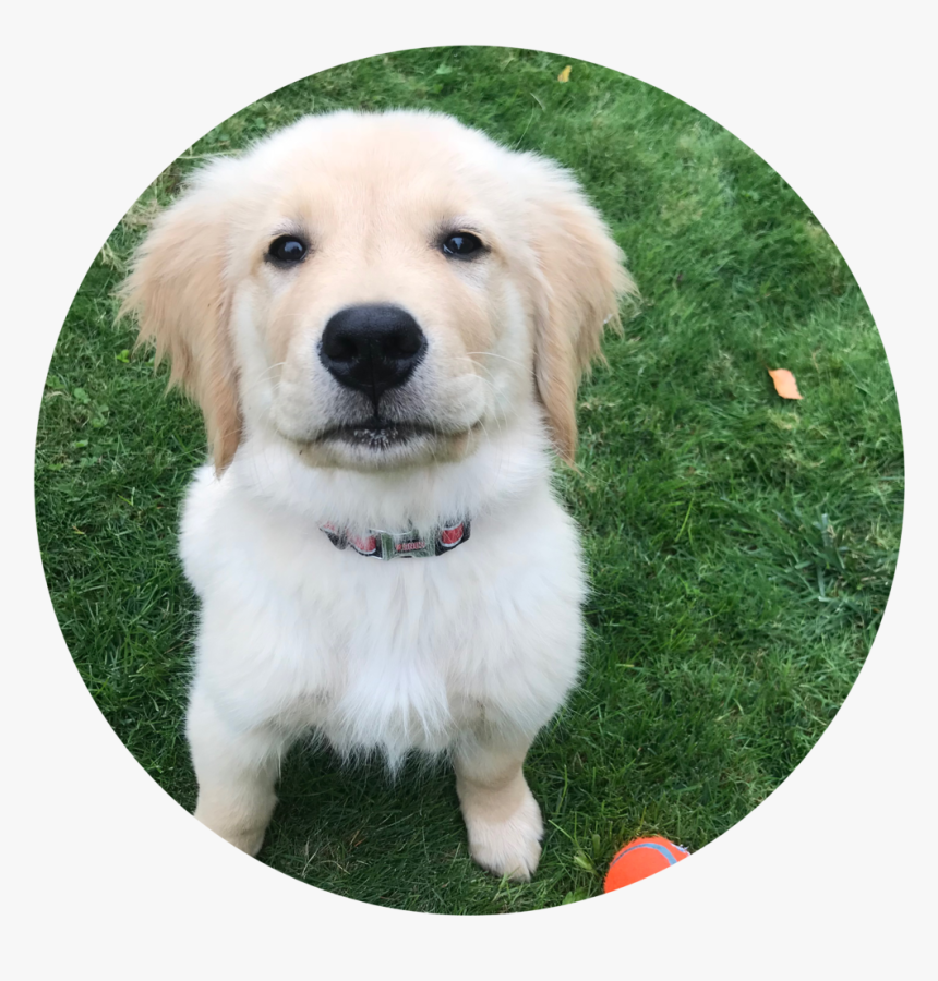 Oly-circular - Golden Retriever, HD Png Download