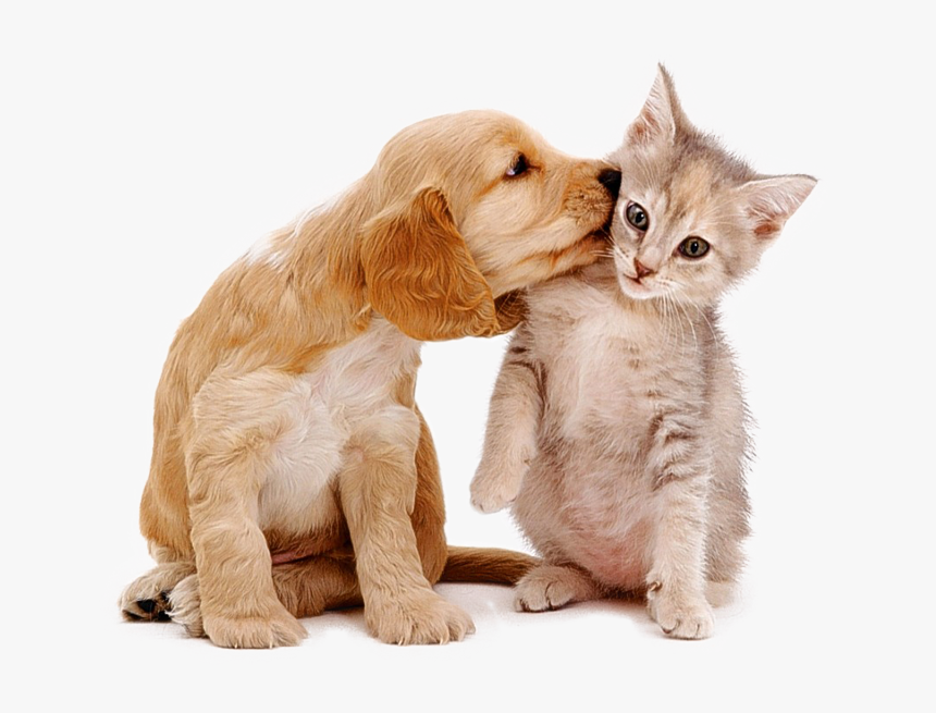Pet Sitting, Pet Sitter Prices Cleveland, Oh - Cat And Dog Cute, HD Png Download