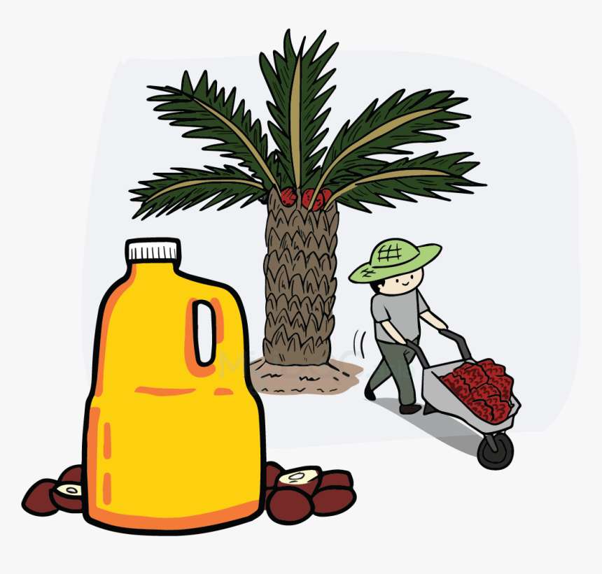 Palm Oil Tree Png Download - Clip Art Palm Oil, Transparent Png