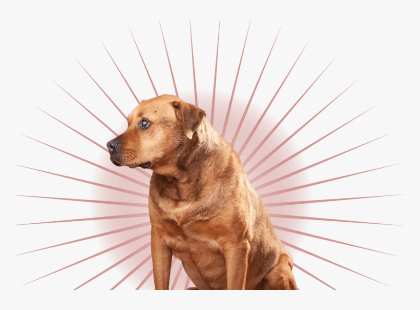 Companion Dog, HD Png Download