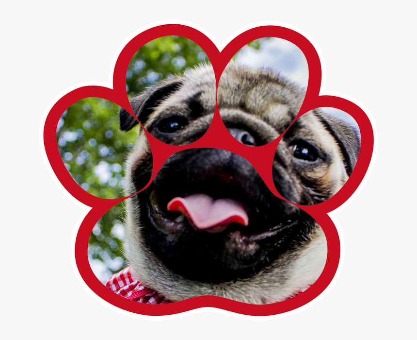 Pug, HD Png Download