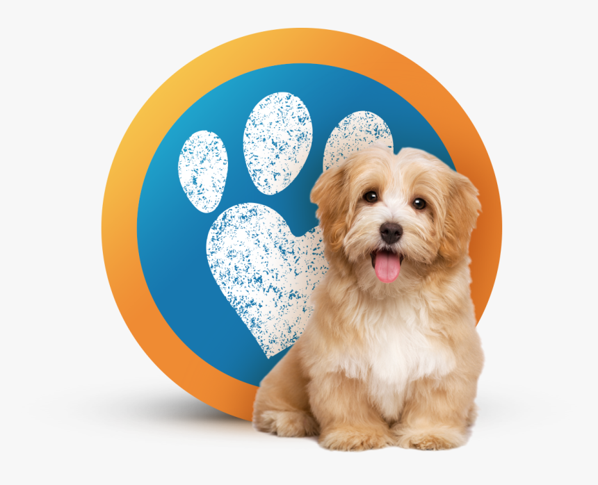 Dog Sitting, Pet Sitting - Marshmallow Dog, HD Png Download