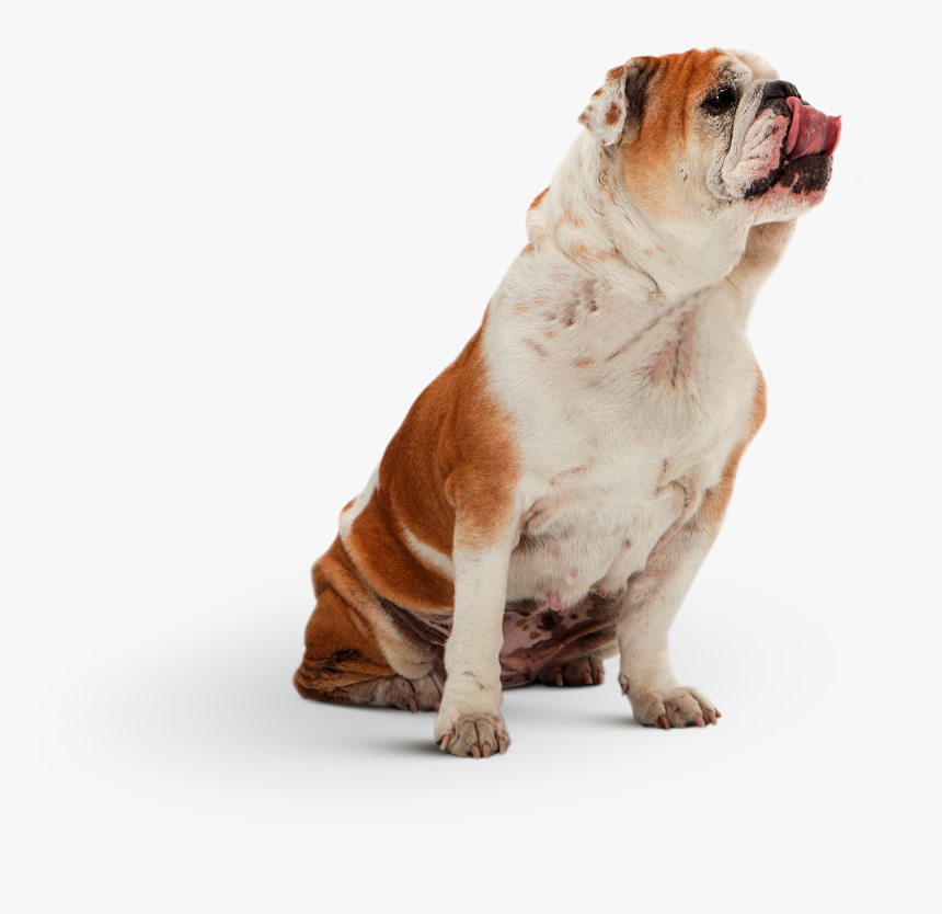 Australian Bulldog, HD Png Download