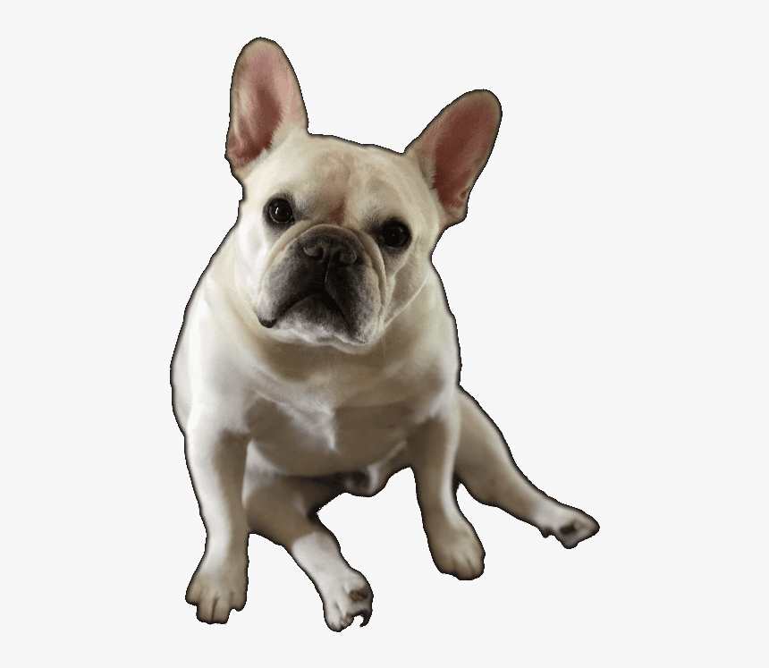 French Bulldog, HD Png Download