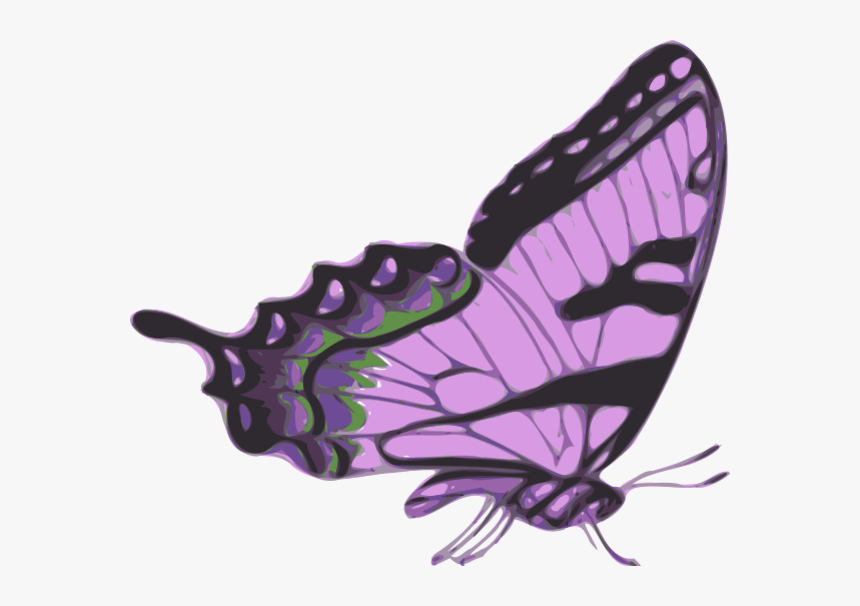 Side Of Butterfly Clipart - Side View Monarch Butterfly, HD Png Download
