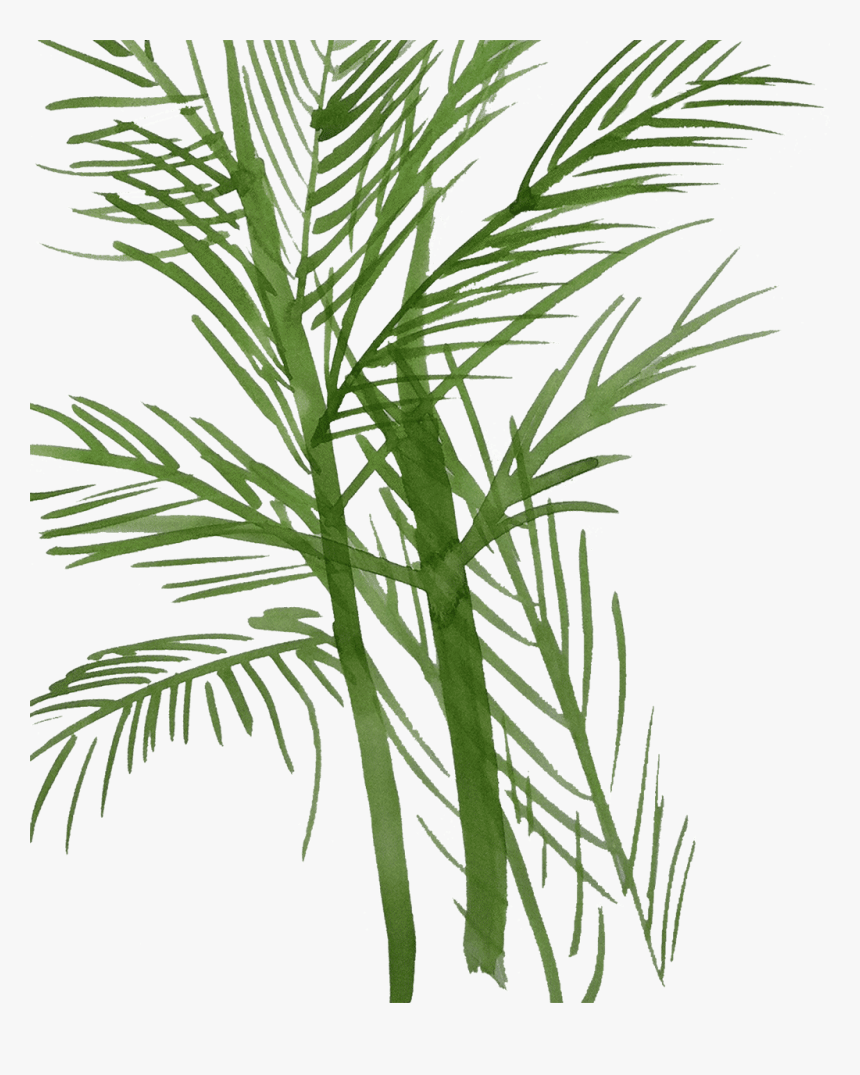 Pond Pine, HD Png Download