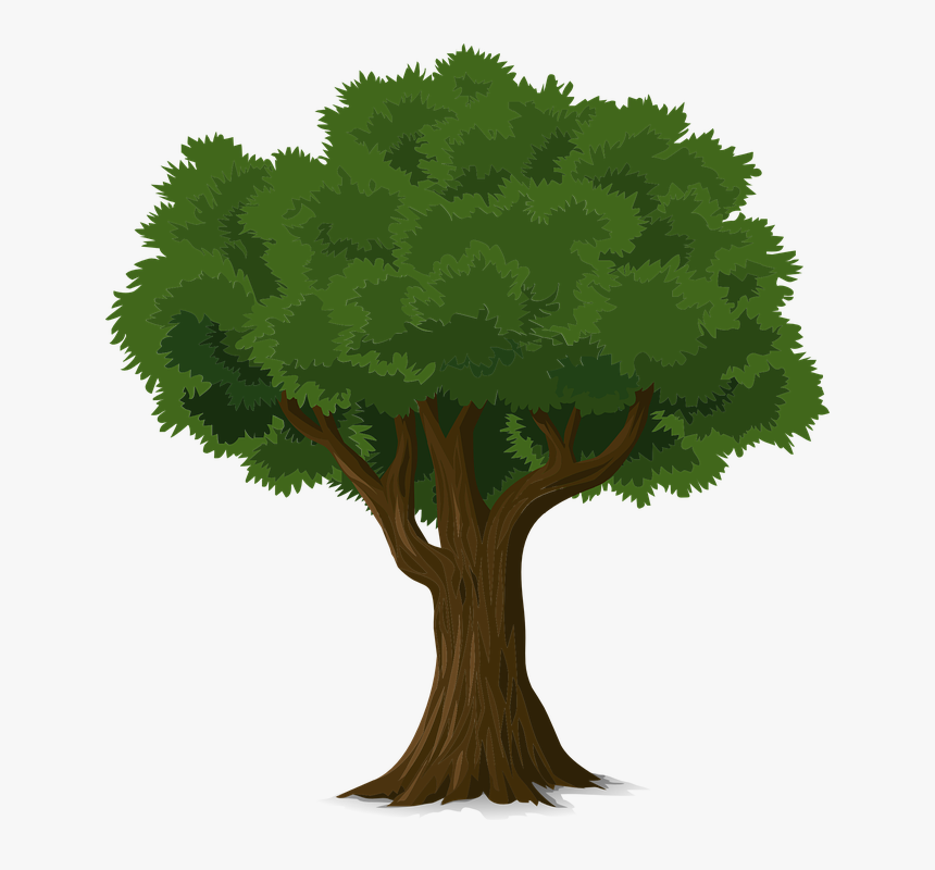 Tree, Forest, Trunk, Nature, Leaves, Branches, Organic - Tree Pixabay, HD Png Download