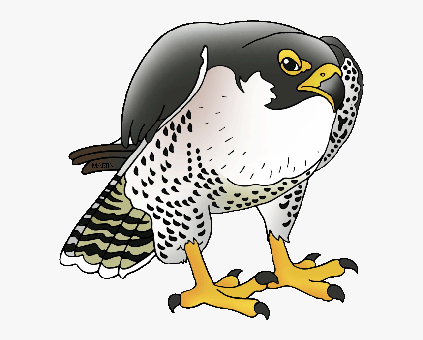Peregrine Falcon Falcon Clip Art, HD Png Download