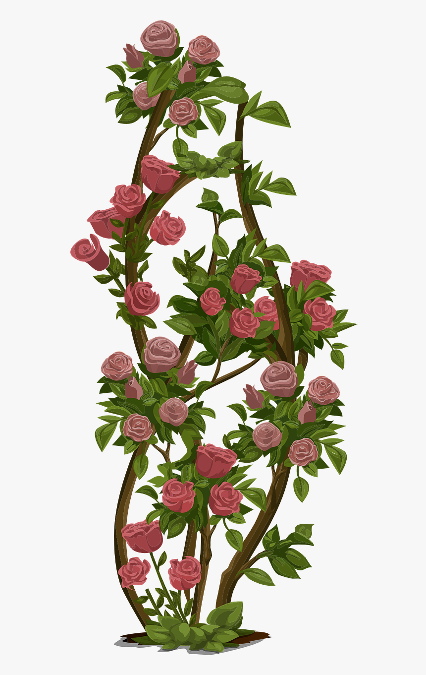 Rose Shrub Clipart, HD Png Download