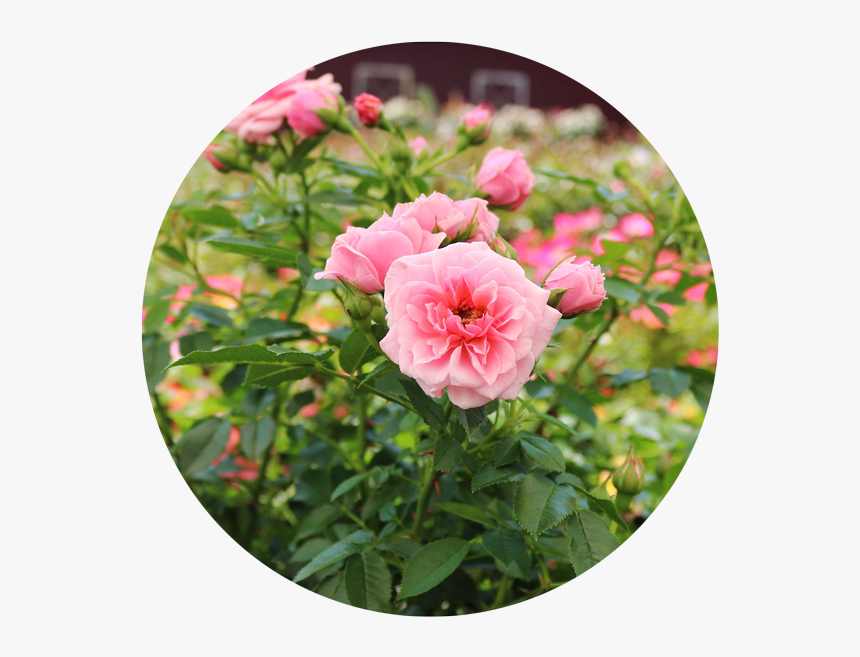 Rose Plants - Floribunda, HD Png Download