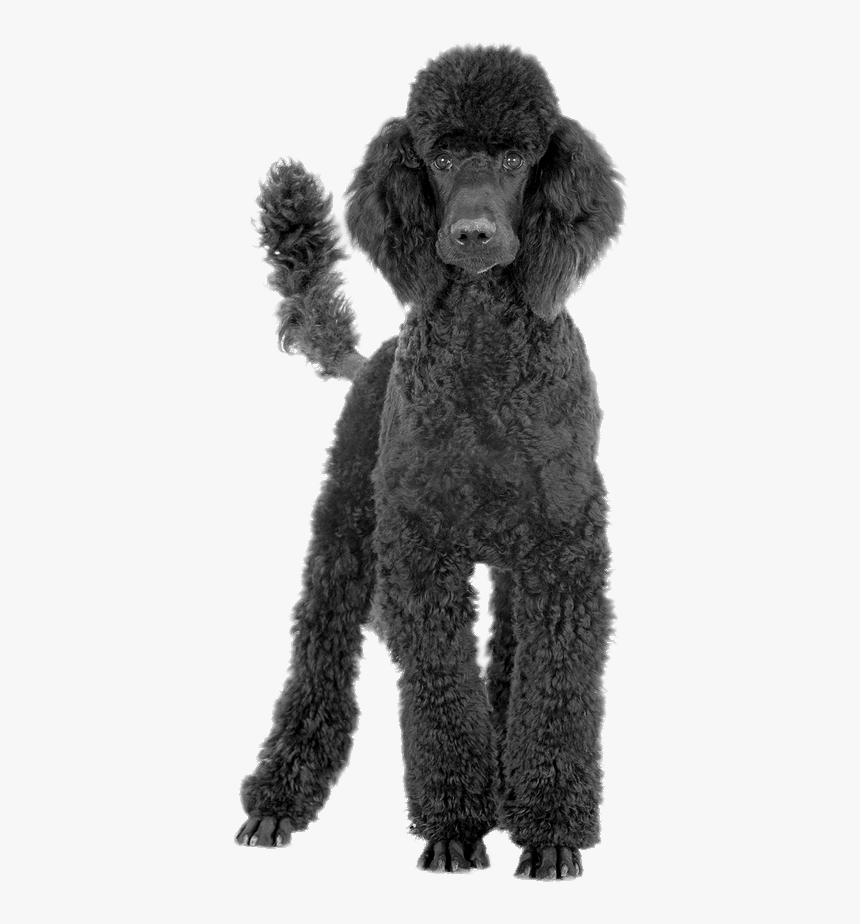 Black Poodle - Poodle Transparent Background, HD Png Download
