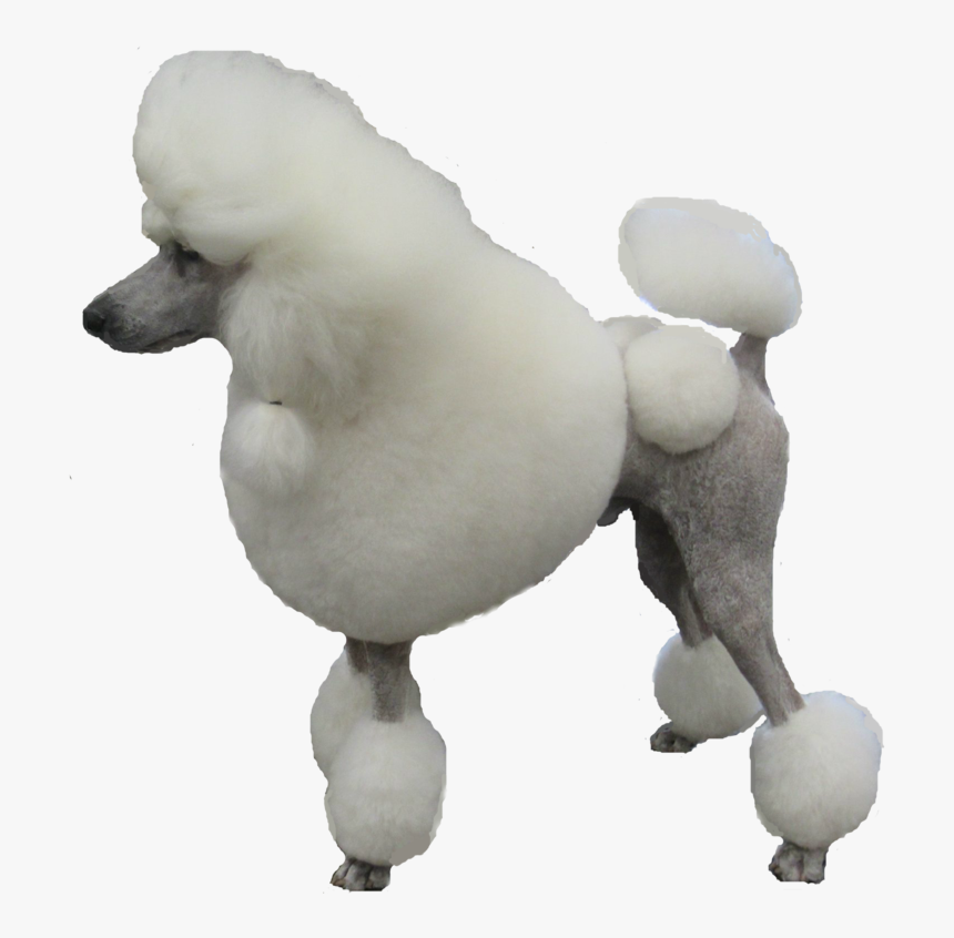 Transparent Poodle Png - Standard Poodle Png, Png Download