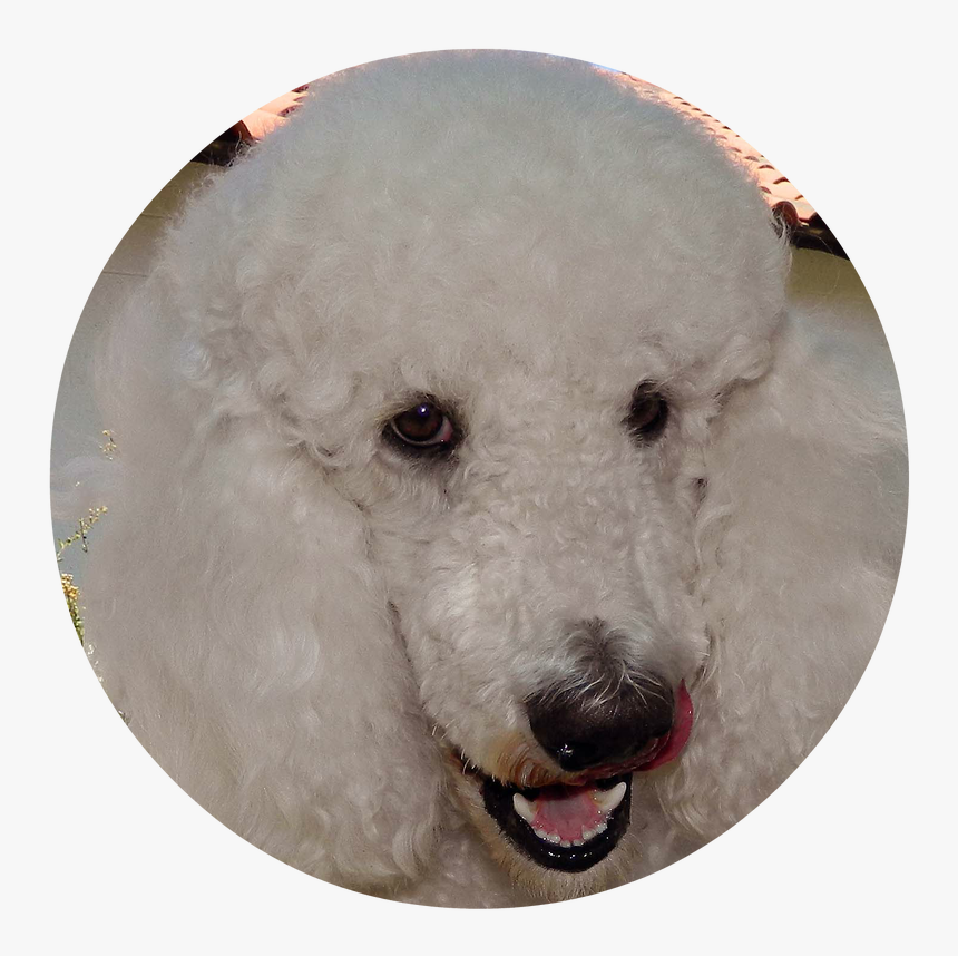 Transparent Goldendoodle Png - Standard Poodle, Png Download