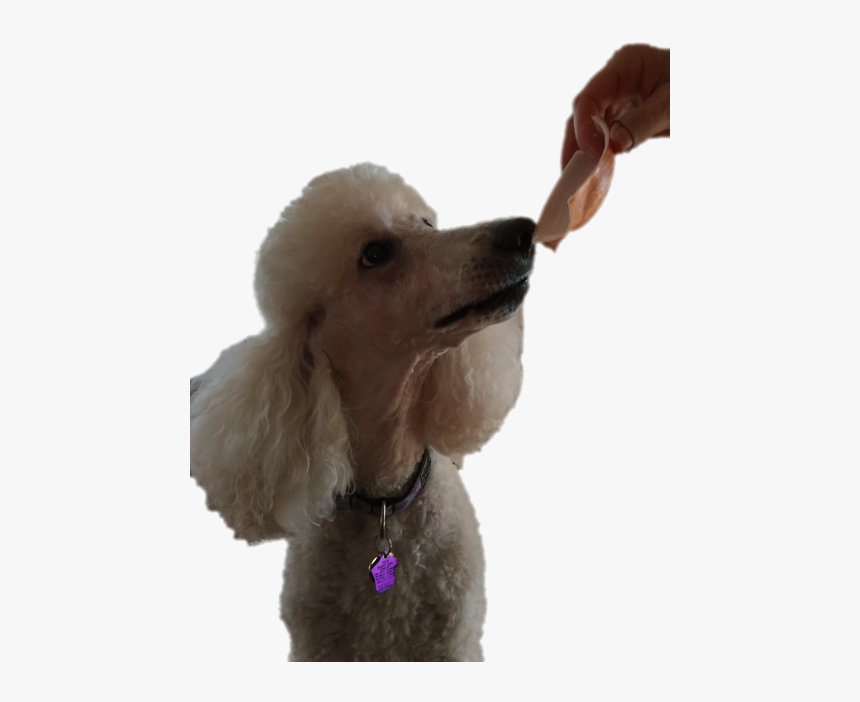 Standard Poodle Miniature Poodle Toy Poodle Puppy - Standard Poodle, HD Png Download