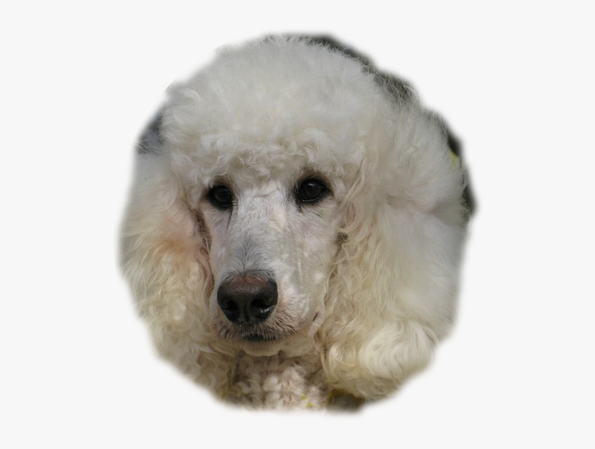 Transparent Poodle Png - Standard Poodle, Png Download